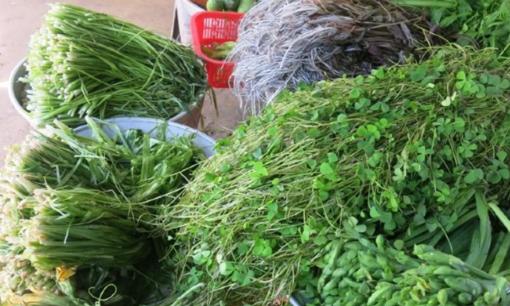 Nó là 1 loài cỏ dại, xưa mọc đầy đồng hái cho lợn ăn, nay là đặc sản, không cần trồng cũng mọc sum suê, dân nhổ bán kiếm 600.000 đồng/ngày