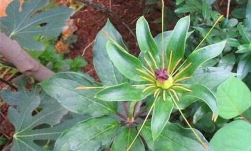 Loại cỏ dại từng phổ biến ở vùng nông thôn, giờ được coi như 'sâm quý', có thể chữa ho, hen suyễn và chống ung thư