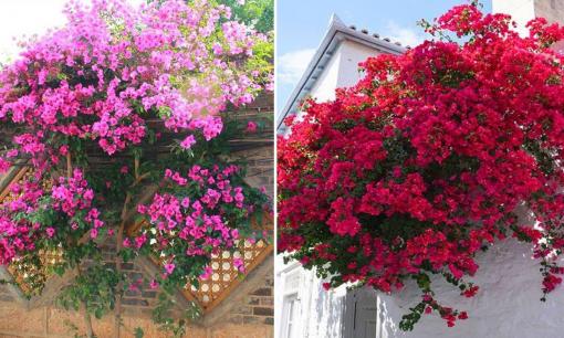 Một loại hoa leo dễ trồng, ngay cả những người mới bắt đầu cũng có thể trồng để tạo nên một vườn hoa rực rỡ