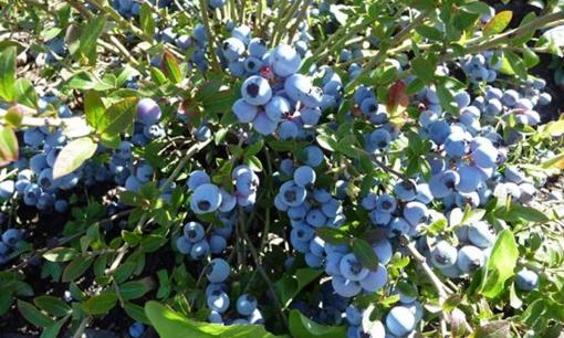 Hãy học cách trồng cây việt quất trên ban công và bạn sẽ thu được rất nhiều trái cây. Để tôi chỉ cho bạn cách