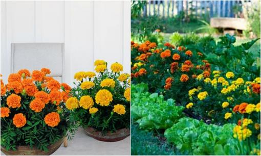 Tại sao kiêng trồng hoa cúc vạn thọ trước nhà? Rất nhiều người đang mắc phải sai lầm cấm kỵ