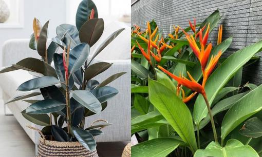 Gia đình giàu 'nứt vách' không tốn công trồng hoa mà chăm sóc 5 loại cây cảnh này, vừa ý Thần Tài lại tốt cho sức khỏe