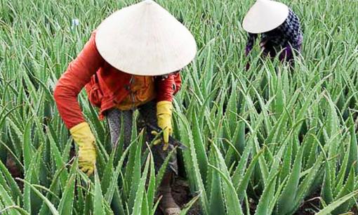 Người nông dân 'hốt bạc' nhờ trồng cây dại, chỉ 6 tháng cho thu hoạch, nhu cầu thu mua ngày càng lớn