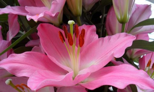 Hoa ly hồng có ý nghĩa gì?