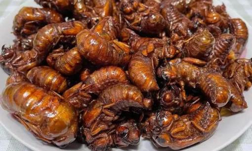 Ăn “ve khỉ sầu” sẽ mang lại điều gì cho cơ thể? Bác sĩ đã trả lời, bạn cũng có thể tìm hiểu nhé