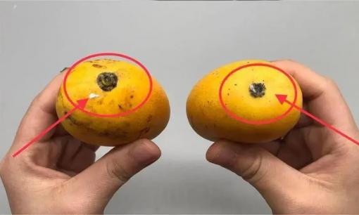 Chọn xoài như thế này, chọn đúng trái, bạn sẽ không còn sợ mua phải xoài chua, kém ngon