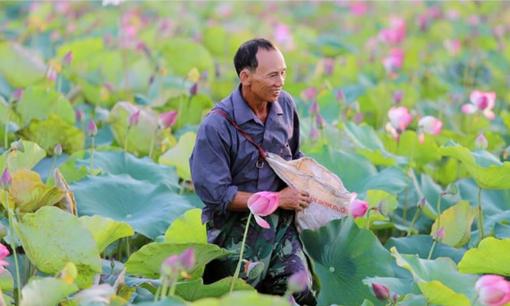 Nơi trồng sen lớn nhất miền Bắc nằm ở tỉnh nào? 