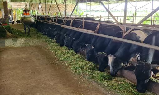 Bỏ việc lương cao 25 triệu/tháng, chàng kỹ sư trẻ về quê làm nông dân, nuôi con vật 'khổng lồ' nào ngờ đút túi gần 2 tỷ/năm