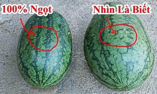 Đang mùa dưa hấu, chỉ bạn mẹo chọn dưa không cần gõ, chỉ cần nhìn vào phần này là chọn được quả ngon và ngọt lịm, không bao giờ sai