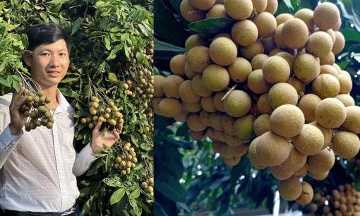 Bỏ công việc ổn định, chàng trai về quê 'thúc ép' nhãn ra trái sớm thu về 2 tỷ đồng mỗi năm
