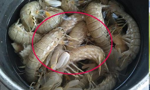 Bề bề nên hấp bằng nước lạnh hay nước sôi? Nếu làm sai, bề bề sẽ co quắt lại và có mùi vị không tươi