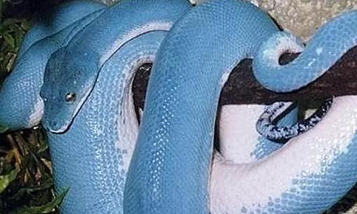 Con trăn đắt nhất thế giới với thân màu xanh chói lóa, giá trị ngang ngửa một chiếc xe thể thao hạng sang 