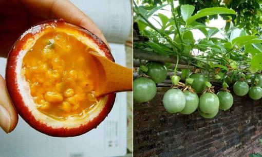 Ăn những trái cây này vào mùa hè, 'để lại hạt' và rải vào chậu, sau 10 ngày thành quả còn hơn bạn tưởng tượng 