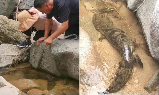 Phát hiện 'hoá thạch sống' nặng 6kg tại Trung Quốc 