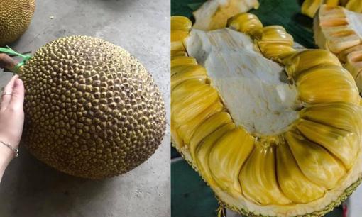 Mẹo chọn mít chuẩn chín cây thơm nức, ngọt đậm, ít xơ, chọn 10 quả ngon cả 10