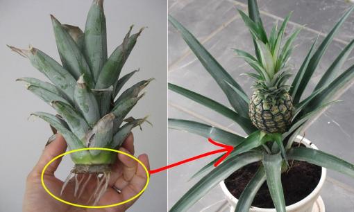 Đừng vứt bỏ những phần còn sót lại, chúng sẽ trông rất đẹp như những chậu cây