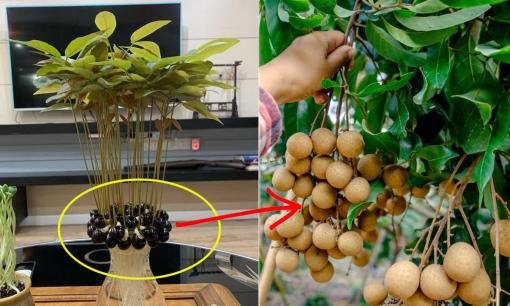 Nếu bạn thích ăn nhãn, hãy trồng một chậu ở nhà và vùi hạt xuống đất trong 15 ngày, kết quả rất bất ngờ