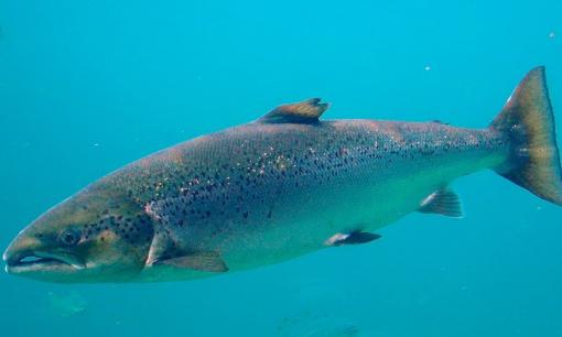 Nó là 'nữ hoàng của các loại cá' ở Việt Nam, ăn vào tốt cho tim mạch, não bộ lại chống viêm hiệu quả, ai cũng nên ăn nhiều