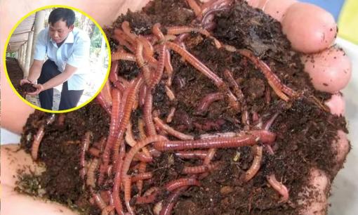 Anh nông dân thu 3 tỷ/tháng nhờ nuôi con vật tận dụng cả thịt lẫn chất thải, mô hình khởi nghiệp đáng học hỏi