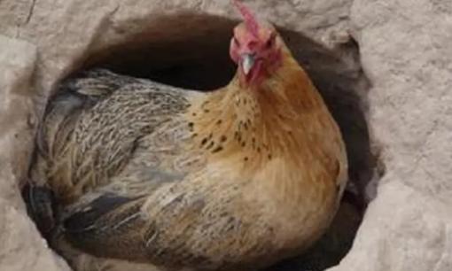 Một nông dân ở Chiết Giang tìm thấy thứ gì đó dưới chuồng gà, cả nhà quỳ xuống lạy, các chuyên gia: Ngày này đã chờ đợi hơn chục năm