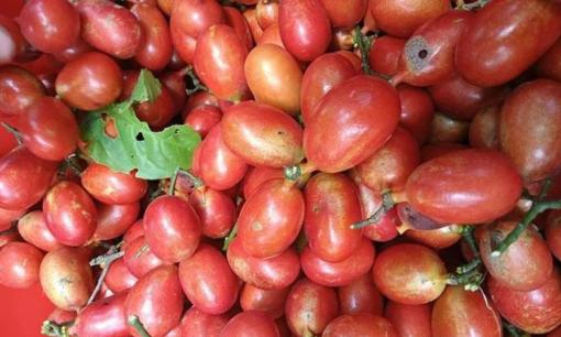 Đây không phải quả nhót, quả dại này đang được Trung Quốc gom mua với giá 300.000/kg