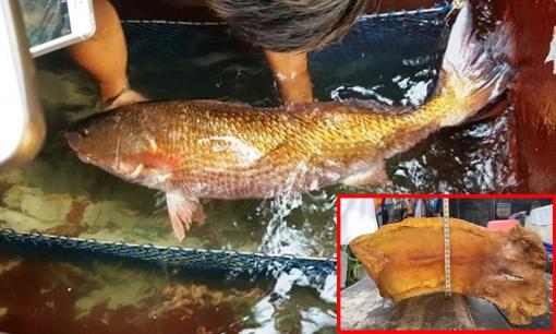 Việt Nam có một loài cá 'quý như vàng', xếp vào hàng những loại cá đắt đỏ nhất thế giới, có bộ phận bán giá gần 2 tỷ