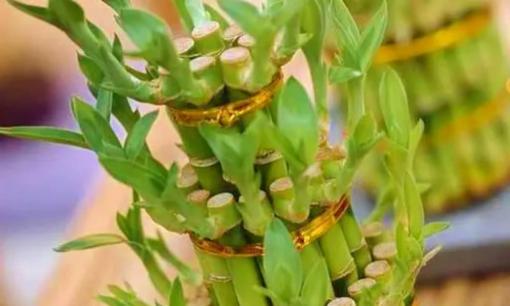 4 loại “bột” nguyên chất pha với nước có tác dụng tốt hơn dung dịch dinh dưỡng để tưới, hoa sẽ nở nhiều, lá cũng xanh hơn