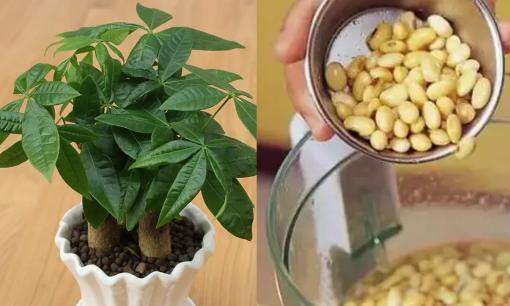 Bạn không biết cách trồng kim ngân? Thêm 'hai thứ nhỏ' này vào chậu, lá sẽ xanh mướt