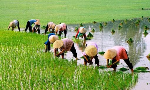 Từ 1/8, cha mẹ cho thừa kế đất trồng lúa, nếu con cái đều không làm ruộng có được nhận không?