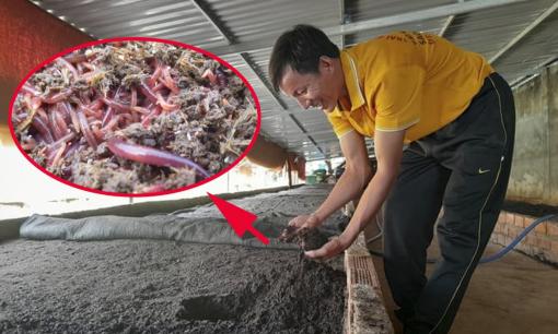 Bỏ việc bán bảo hiểm, anh nông dân về quê nuôi loài động vật thích ăn rác bẩn, thu lãi 'khủng' 