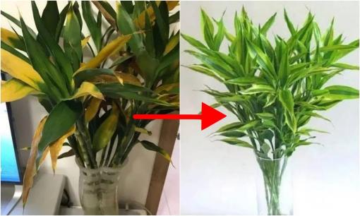 Bí quyết để cây trúc phú quý nhà bạn luôn xanh tốt, không bị vàng lá