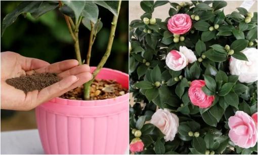 Bạn biết cách trồng hoa trà không? Làm theo 3 điều này, hoa to như bát, cánh hoa nhiều lớp rất đẹp