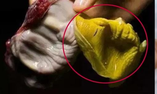 Màng mề gà còn có tác dụng hơn 'thịt gà', chỉ người biết tác dụng mới thấy nó quý hơn 'đông trùng hạ thảo'