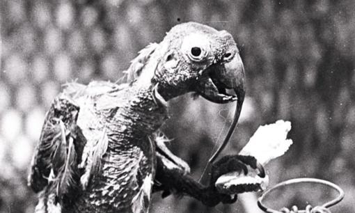 Con chim sống thọ nhất thế giới, nó bao nhiêu tuổi?