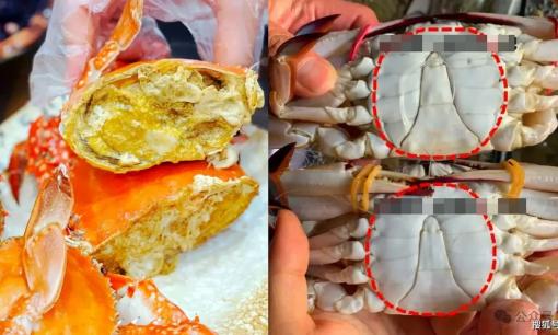 Mua ghẹ tươi: Đừng quá tham to, dạy bạn 4 thủ thuật đảm bảo cua, ghẹ nào cũng “béo” và đầy gạch