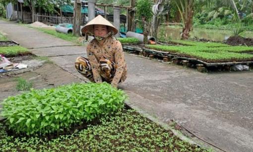 Một người nông dân Hậu Giang thu lãi 50 triệu/năm nhờ trồng trọt ở mảnh đất chỉ 20m2 đất trước nhà, cụ thể trồng rau gì?