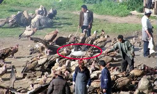 Nghi lễ chôn cất thiên thể 'bí ẩn' của người Tây Tạng: cởi bỏ quần áo người chết và để động vật hoang dã, côn trùng ăn xác