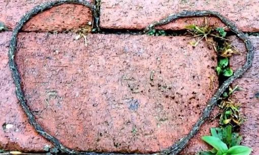 Một con rắn nghìn chân được phát hiện ở Shennongjia, có thể hồi sinh sau khi bị đứt thành nhiều mảnh? Chuyên gia: Đây là một thảm họa