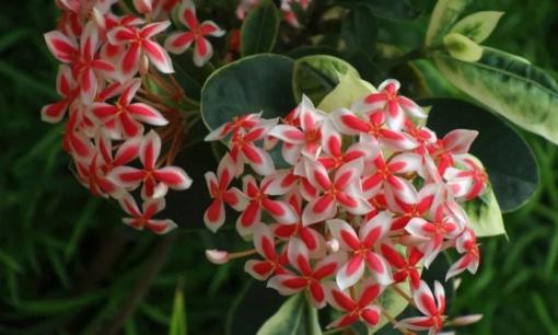 Có một loại hoa nghe tên lạ hoắc nhưng nở 4 mùa, cầu tài vận, công danh cực tốt 