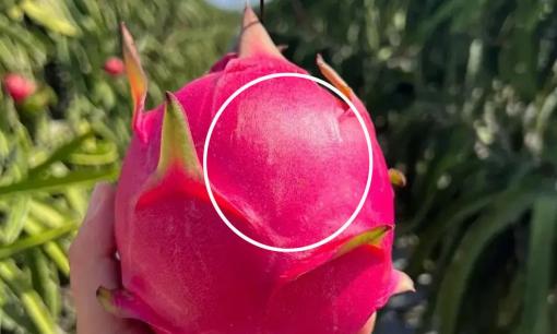 Thanh long có ngọt hay không, nhìn qua đây bạn có thể biết ngay. Mẹo từ chủ trái cây thực sự hữu ích