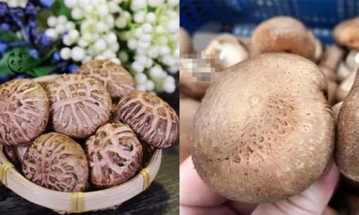 Khi mua nấm hương: nấm trơn hay nấm có kẽ hở thì tốt hơn? Lão nông trồng rau: Sự khác biệt khá lớn, tôi khuyên bạn nên tìm hiểu kỹ trước khi mua