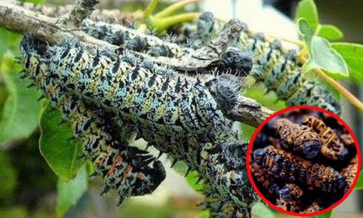 Loài sâu bướm nhìn 'phát khiếp' nhưng giá đắt hơn cả tôm hùm. Nó có gì bổ béo mà đắt vậy?