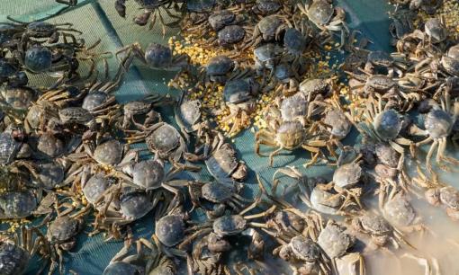 Mua cua tự nhiên hay cua nuôi thì tốt hơn? Dinh dưỡng và hương vị có giống nhau không? Tất cả các câu trả lời đều có ở đây