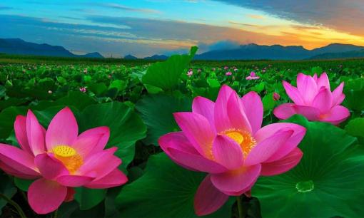 Quốc hoa của Việt Nam là hoa gì? Có bao nhiêu nước chọn loại hoa này làm Quốc hoa?