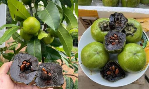 Loại hồng socola có gì đặc biệt mà giá gần nửa triệu đồng/1kg?