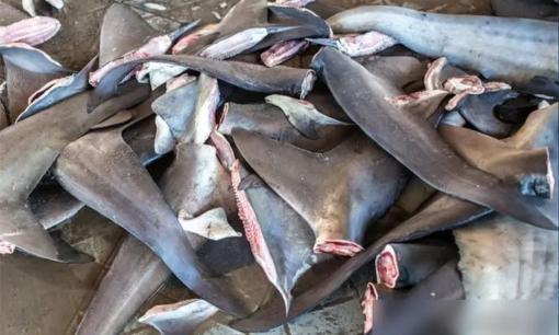 Tại sao con người chỉ ăn vây cá mập mà hiếm khi nghe nói đến việc ăn thịt cá mập? Thịt cá mập có thực sự không ngon? 