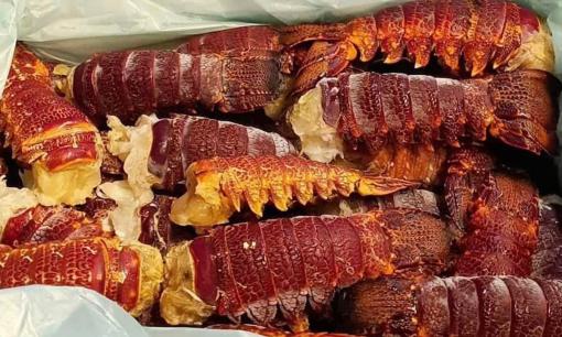 Tại sao loạt hải sản đắt đỏ từ tôm hùm, cua lông hay bào ngư lại được bán tràn lan trên chợ mạng với giá siêu rẻ?