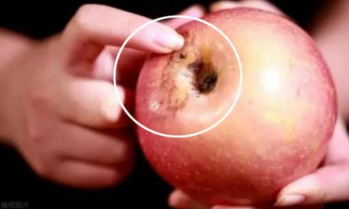 Đừng vứt những quả táo thối như rác. Chúng càng thối thì càng có giá trị và càng được sử dụng nhiều