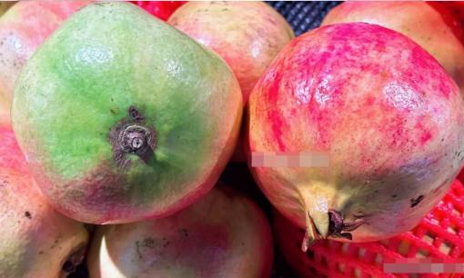 Khi mua lựu nên chọn lựu vuông hay tròn? Người trồng trái cây: Độ ngọt có sự chênh lệch lớn, nhiều