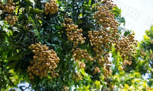 Tục ngữ có câu: “Ba cây trước cửa sẽ thịnh vượng ba đời”. Đó là 3 cây nào?